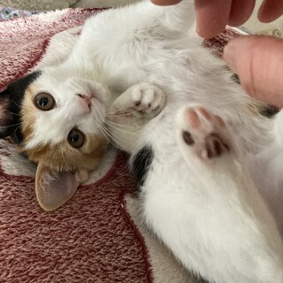 おっとりマイペース。ハンデありますが元気です。