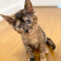 みきちゃん(仮）〜可愛い子です〜