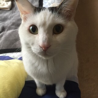 交渉中:飼い主長期入院のため引取り手を探しています