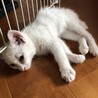 つくばみらい
