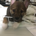 やんちゃで甘えん坊のたび君