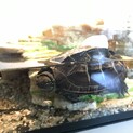クサガメ子亀里親募集