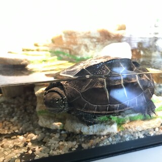 クサガメ子亀里親募集