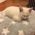 白い子猫　生後2ヶ月程度　里親さん募集です。