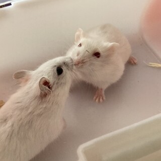 一時停止  ジャンガリアンハムスター 里親募集