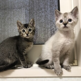 キレイな毛色の兄妹です❣️