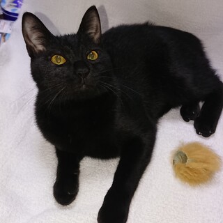 黒のメス 元気な娘