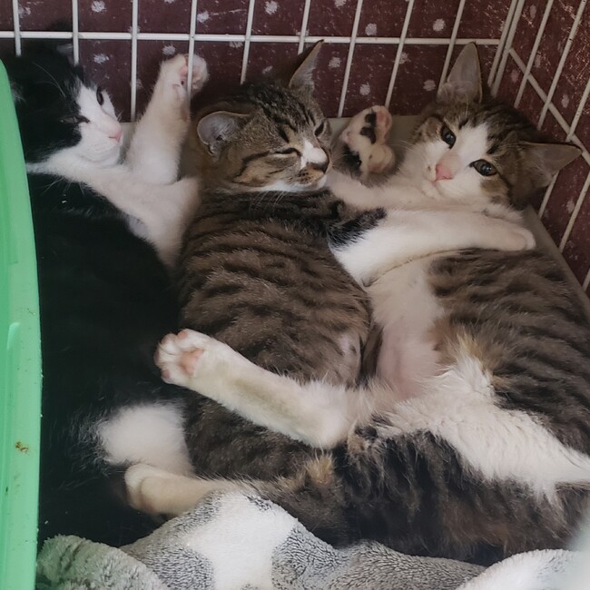 ココたろすのカバー写真