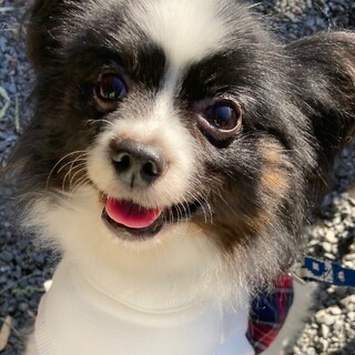 甘えん坊で可愛いパピヨンの女の子、推定８歳です