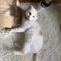 カフェラテ柄の茶白くん♡
