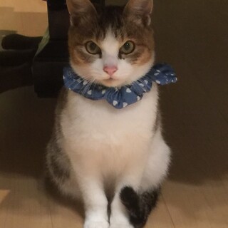 音楽を聴かせたい猫