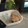 トイレも上手！（真剣w）