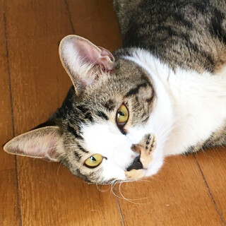 甘えんぼのキジ白ボーイ・ちび太☆4歳