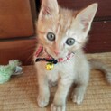 子猫里親募集