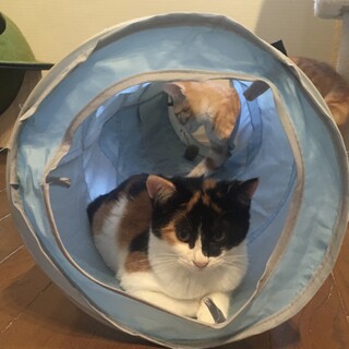 とても綺麗な模様の可愛い三毛猫さん☆随時見学可☆