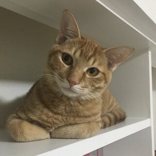 遊ぶのが大好きな茶トラくん☆