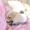 の写真