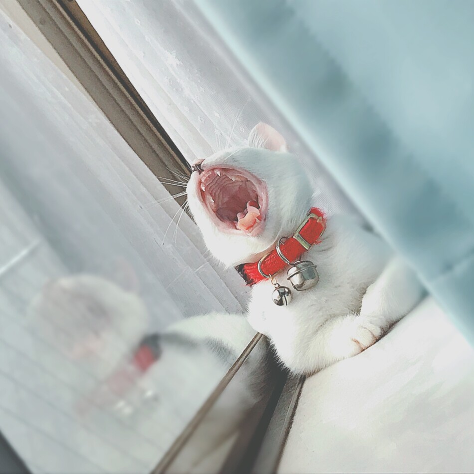 サランのカバー写真