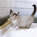 11/29西千葉☆ラグドール風？「ほーちゃん」