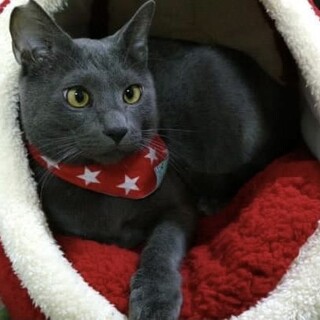 ロシアンブルー風ちょっと寄り目のぐっちゃん