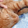 たうねこ