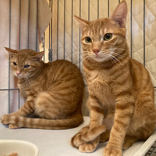 茶トラ兄弟！モルツとエビス！