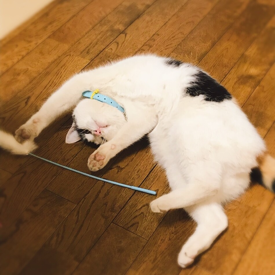 ジャンヌのカバー写真