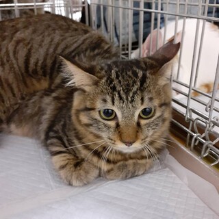 しっぽが少しふさふさキキちゃん♂