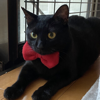 目がクリクリのお膝の上大好きな黒猫です