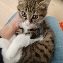 半長毛の天真爛漫おちびくん　1才の母猫と
