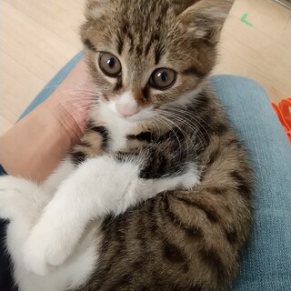 半長毛の天真爛漫おちびくん　1才の母猫と