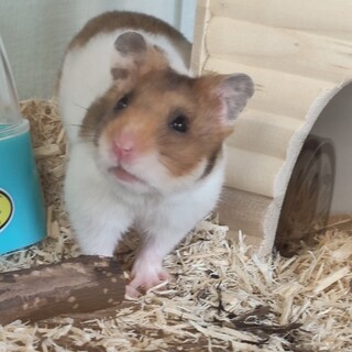 ゴールデンハムスター ♂の里親募集です！
