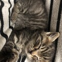 保護した生後4週間ほどの子猫の里親募集