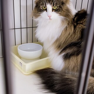 ふわふわノルウェージャンの元気な女の子