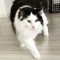 おっとりノルウェージャンの男の子