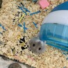 マディ。