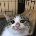 ☆はちわれサバシロの美人さん☆