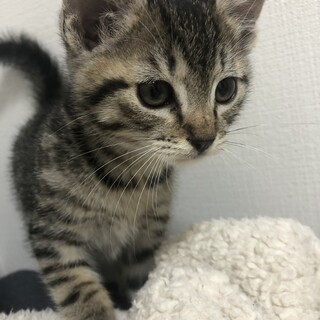 生後2ヶ月のキジトラ（雄）の里親様募集！