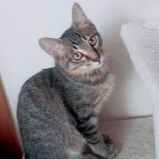 マイペースなひじき君(*^^*)トライアル決定！