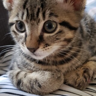 プーマ【どうもありがとうございました。】