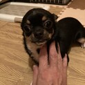 生後８ヶ月のスムースチワワ♂の里親募集