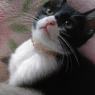 甘えん坊でおもちゃ大好きハチワレ女子りん