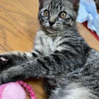 甘えん坊のくまモン♂