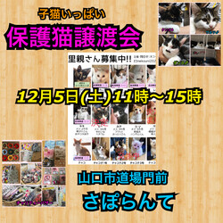 コネコいっぱい譲渡会inさぽらんて