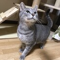 甘えん坊な美猫ちゃん♡グレースちゃん
