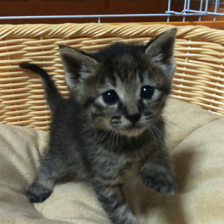 お転婆娘のハイジちゃんo(^o^)oトライアル決定