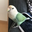 コザクラインコ(性別不明)