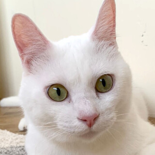 レモン猫の「ハク」