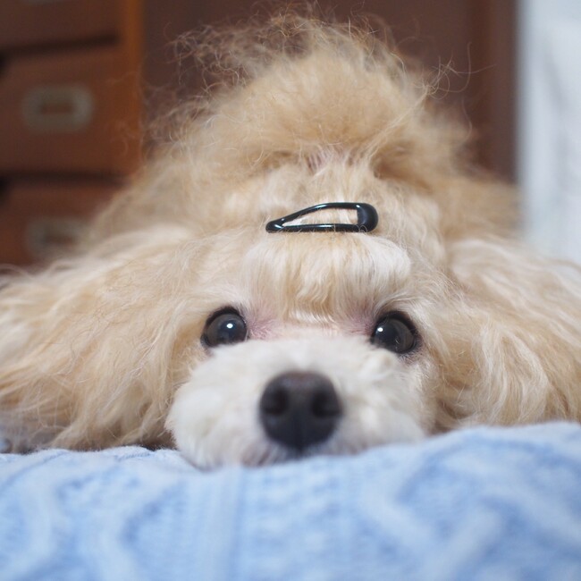 Annelilyのカバー写真