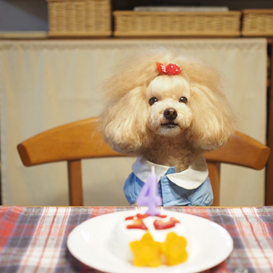 あんのカバー写真